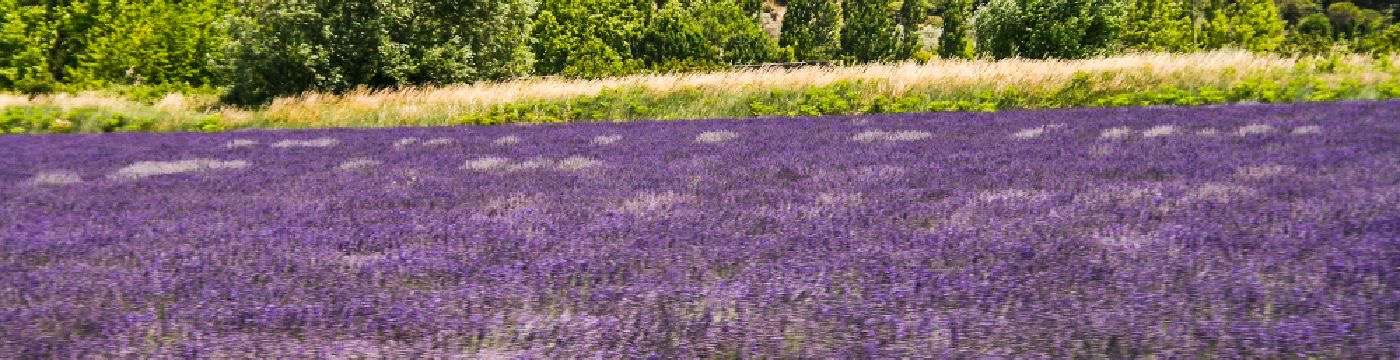 Über Pelussin nach Clansayes 1 Intro Lavendel