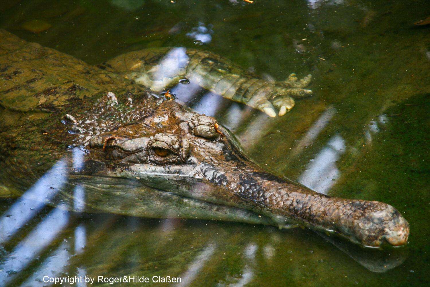 Reptilienfarm zum Vallon Pont d'Arc 29 Der Gangesgavial oder auch als Gharial gehört zur Gattung der Gavialis.