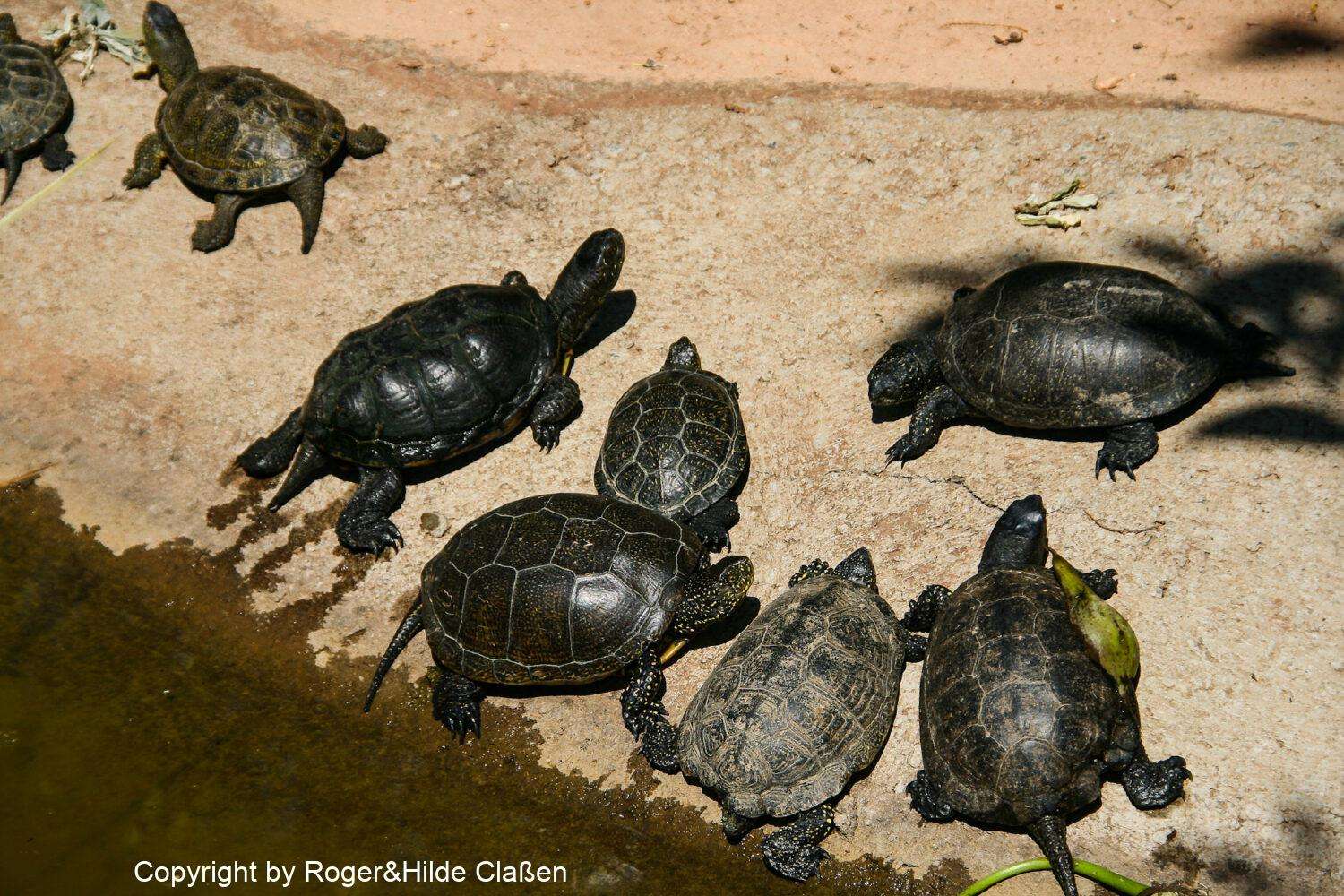 Reptilienfarm zum Vallon Pont d'Arc 25 Die europäische Sumpfschildkröte