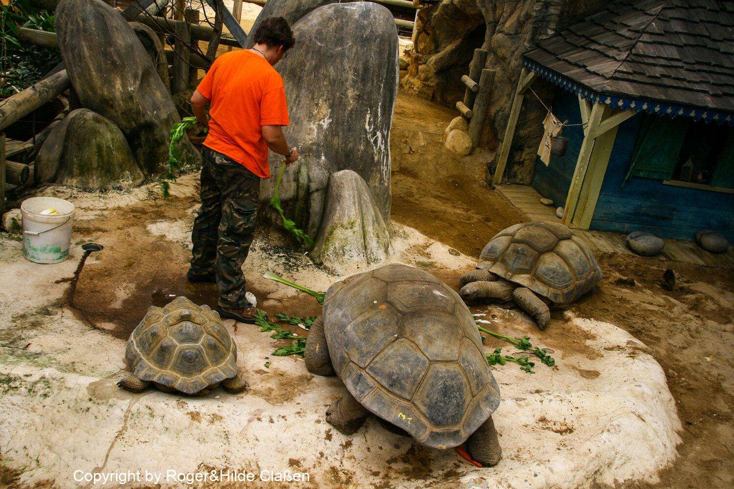 Reptilienfarm zum Vallon Pont d'Arc 23 Es gibt 15 Arten von Galapagos-Riesenschildkröten