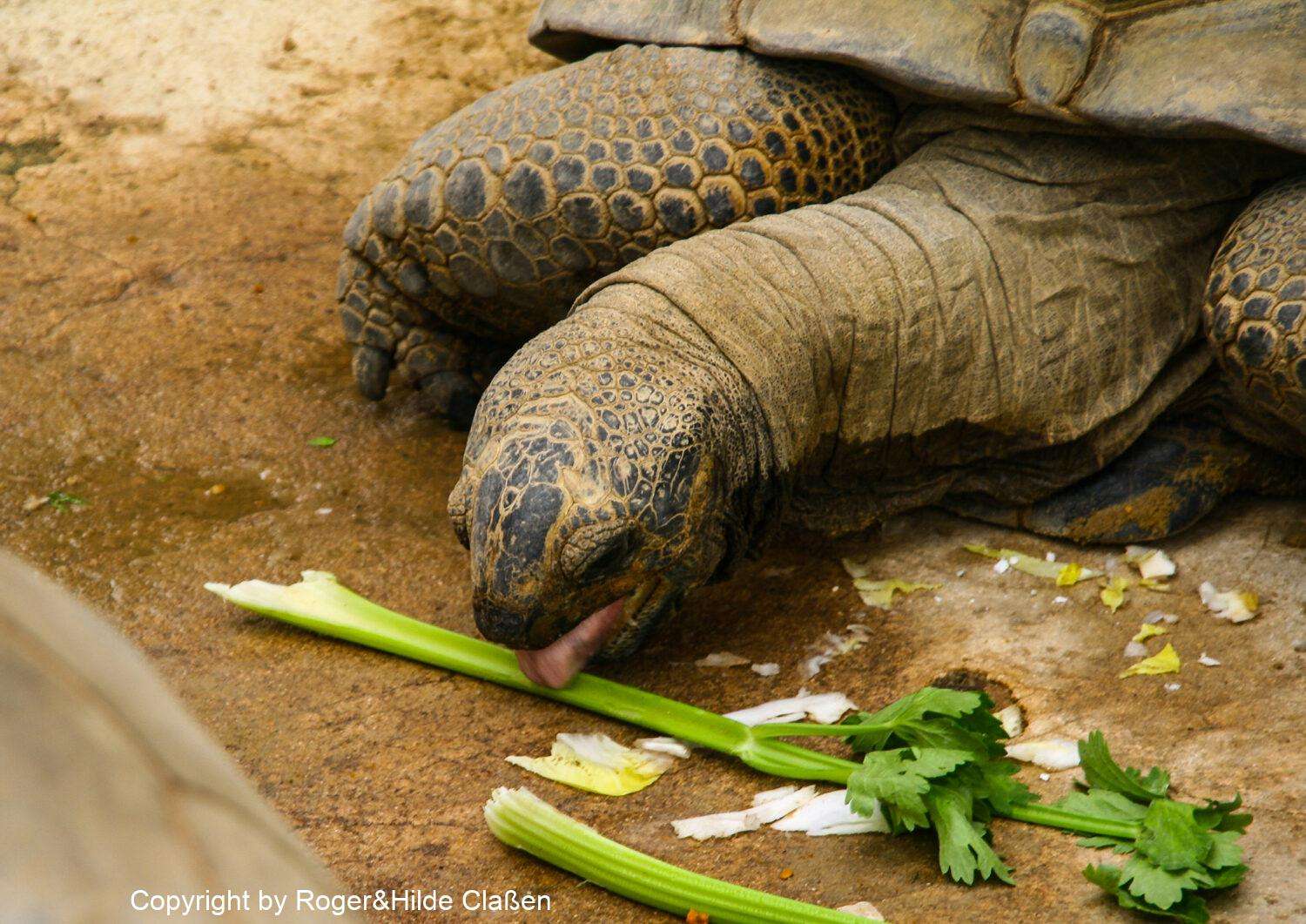 Reptilienfarm zum Vallon Pont d'Arc 22 Mahlzeit. Galapagos-Riesenschildkröte
