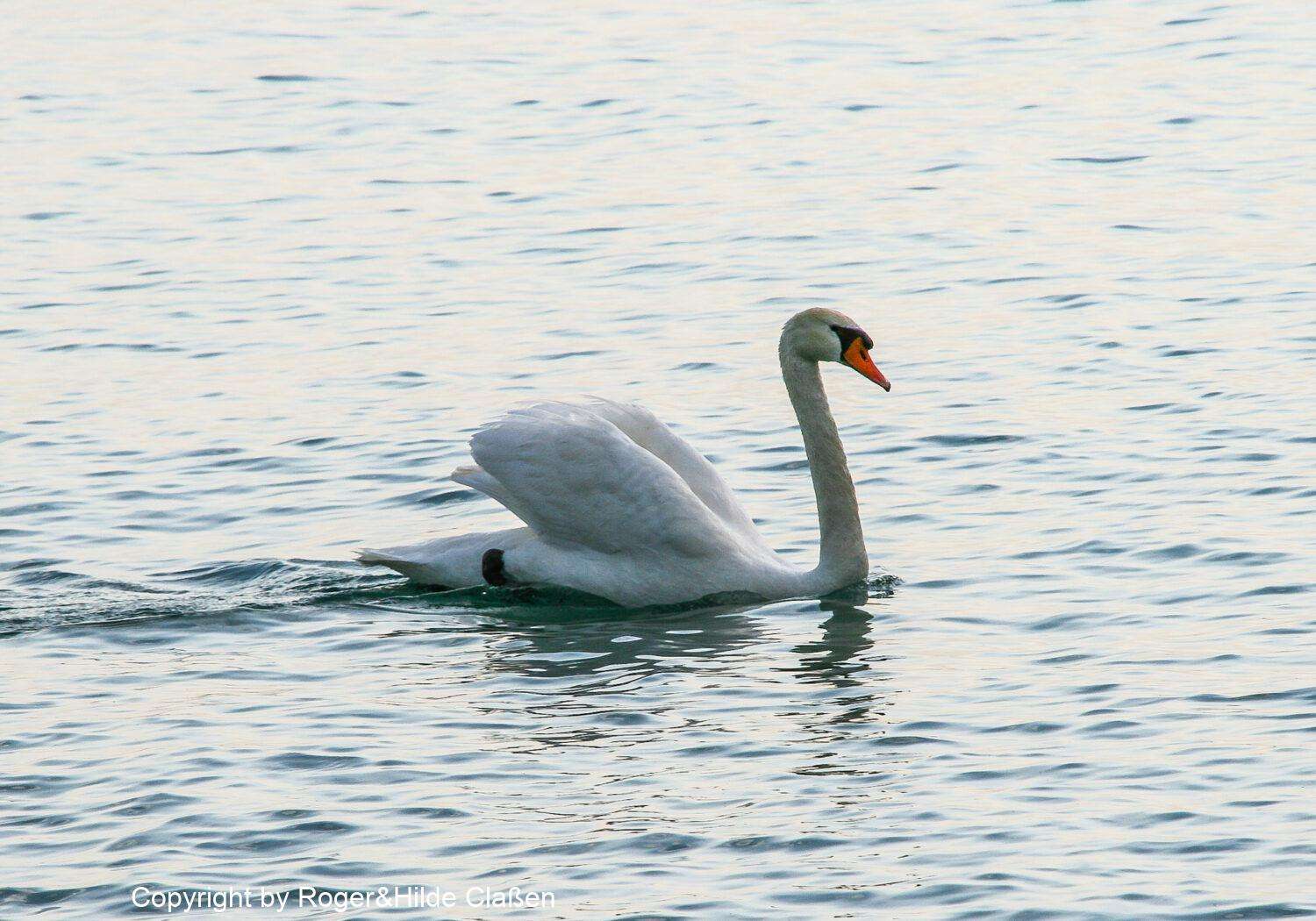 Lazise am Gardasee 9 Schwan auf dem Gardasee