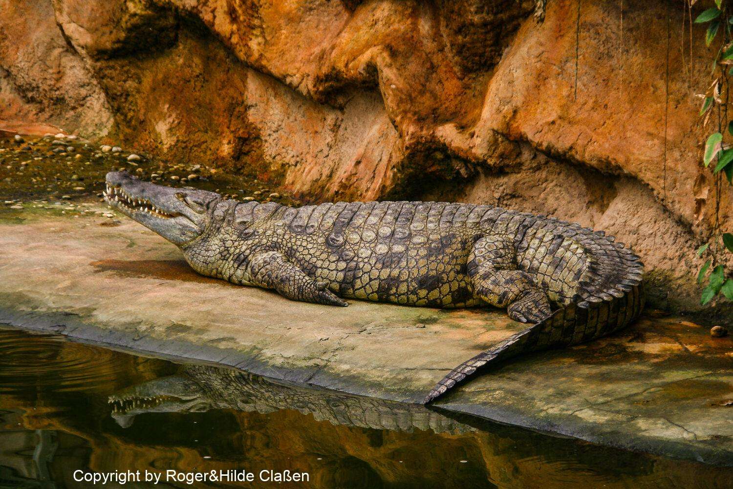 Reptilienfarm zum Vallon Pont d'Arc 30 Das Nilkrokodil
