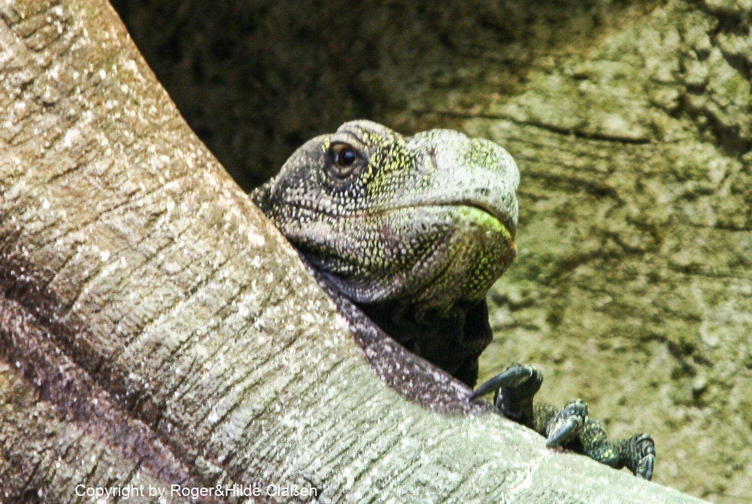 Reptilienfarm zum Vallon Pont d'Arc 31 Die Komodowarane oder Komododrachen