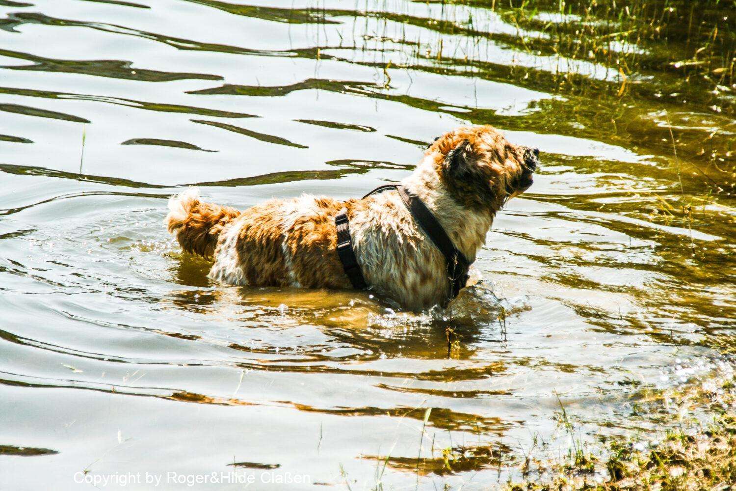 Steckenborn in der Eifel 5 Paul lernt Schwimmen