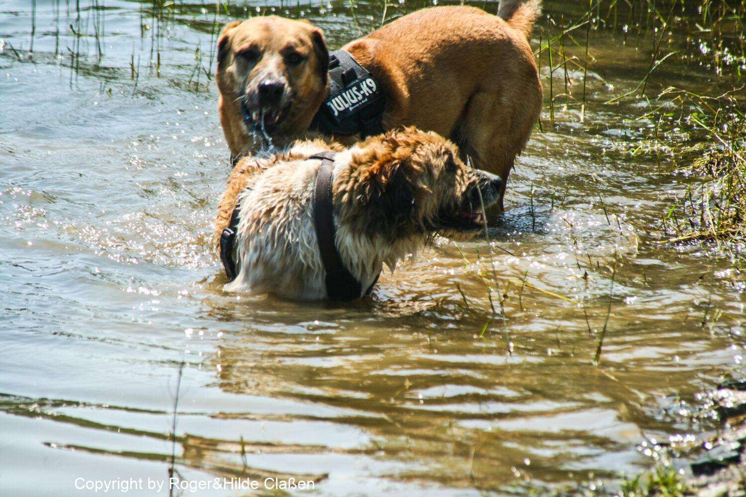 Steckenborn in der Eifel 9 Ein seltenes Bild. Maiki und Paul im Wasser
