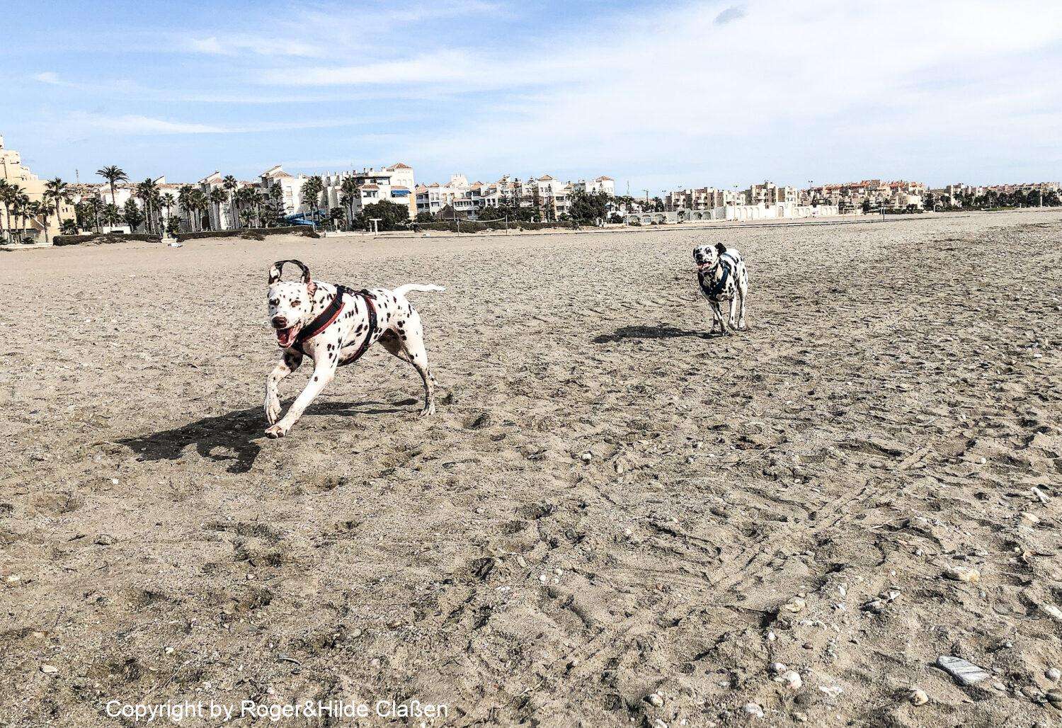 Dort wo es möglich ist konnten die Hunde am Strand richtig Gas geben