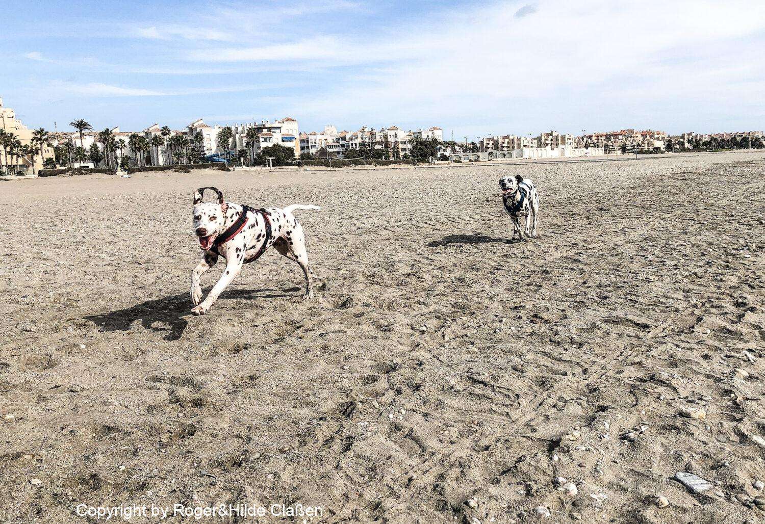 Eine schöne Zeit in El Ejido 17 Dort wo es möglich ist konnten die Hunde am Strand richtig Gas geben