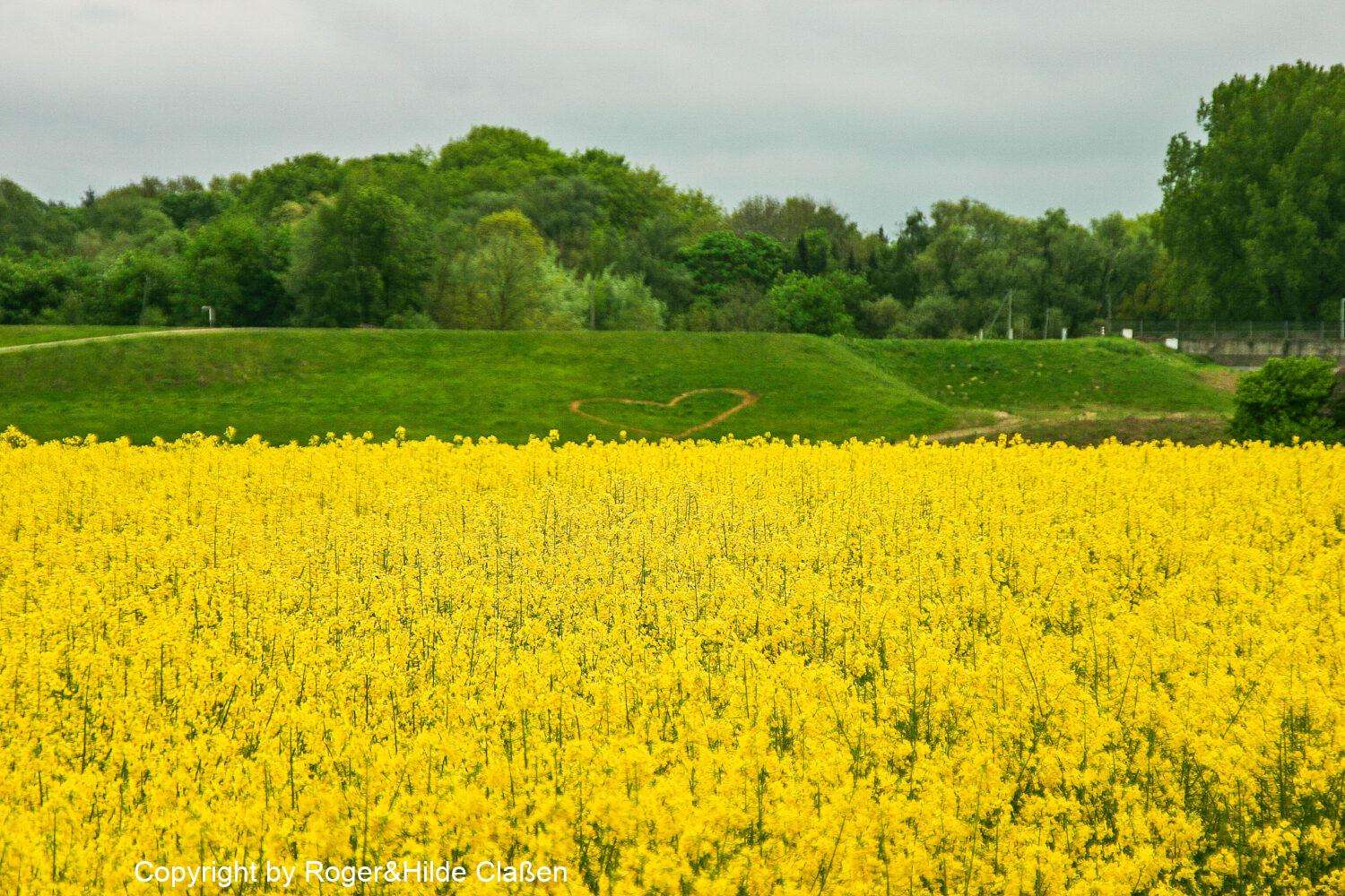 Hochzeitsreise nach Rügen 10 Rapsfelder in der Nähe von Greven