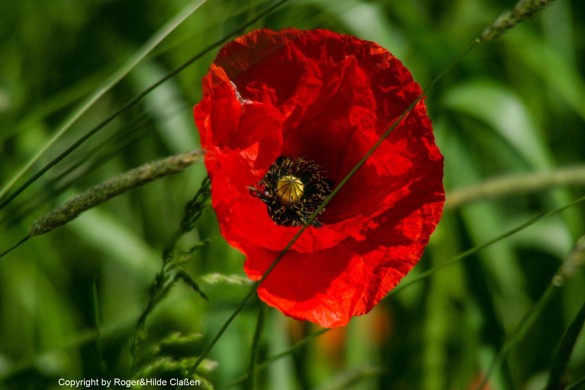 Hochzeitsreise nach Rügen 122 Mohnblume