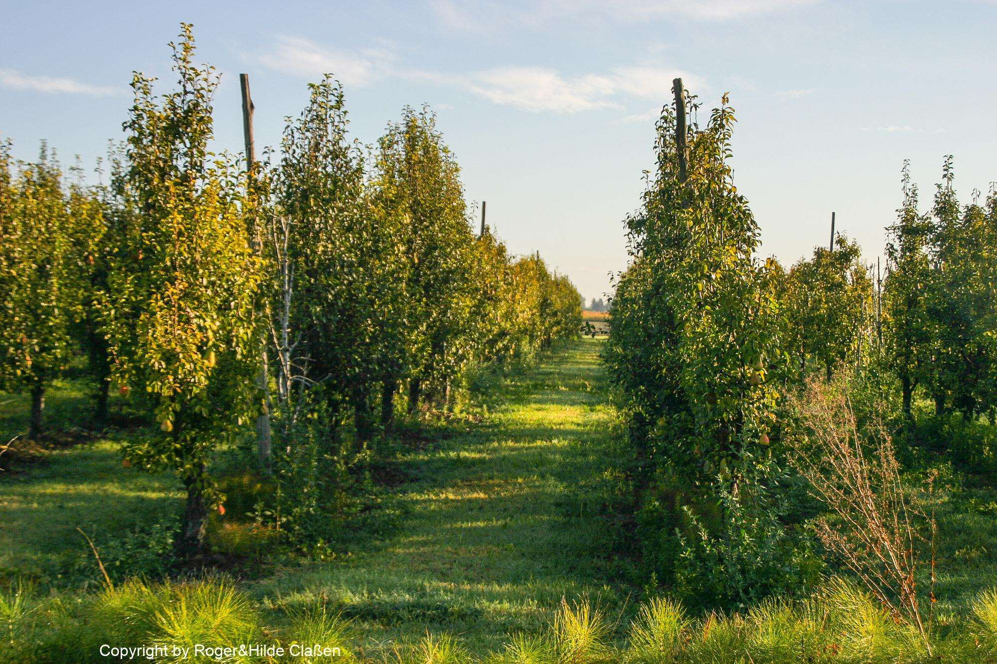 2010. Die Toskana 32 Eine Übernachtung in der Nähe von Cento auf einer Birnenplantage