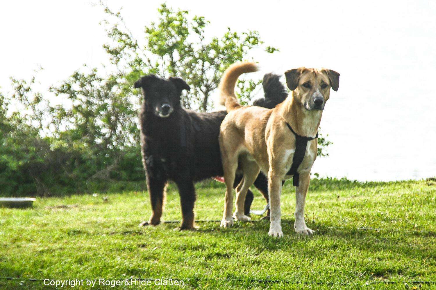 2010. Die Toskana 3 Maiki und Lucky