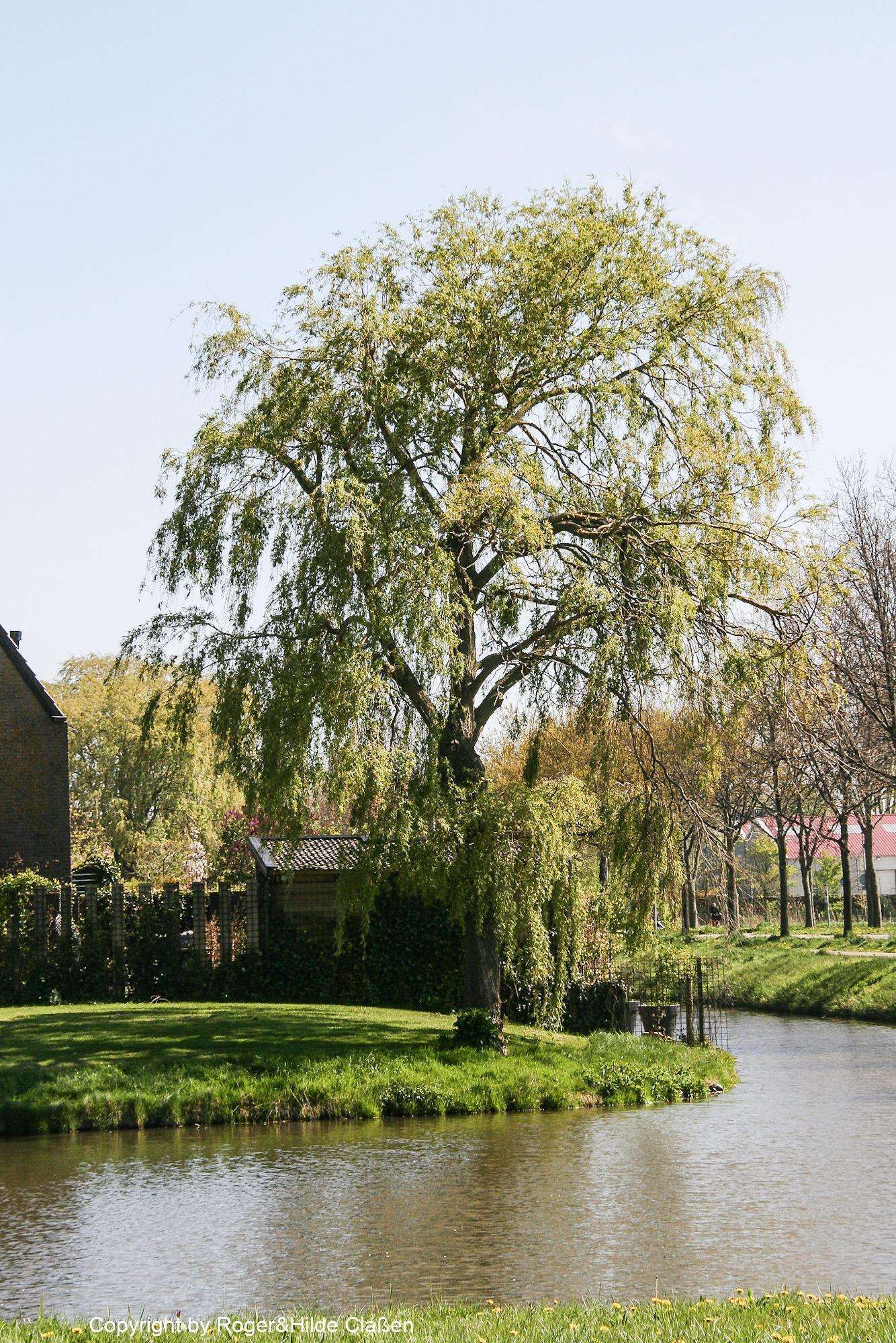 Ostern in Tuitjenhorn/Alkmaar 15 Trauerweide in Tuitjenhorn