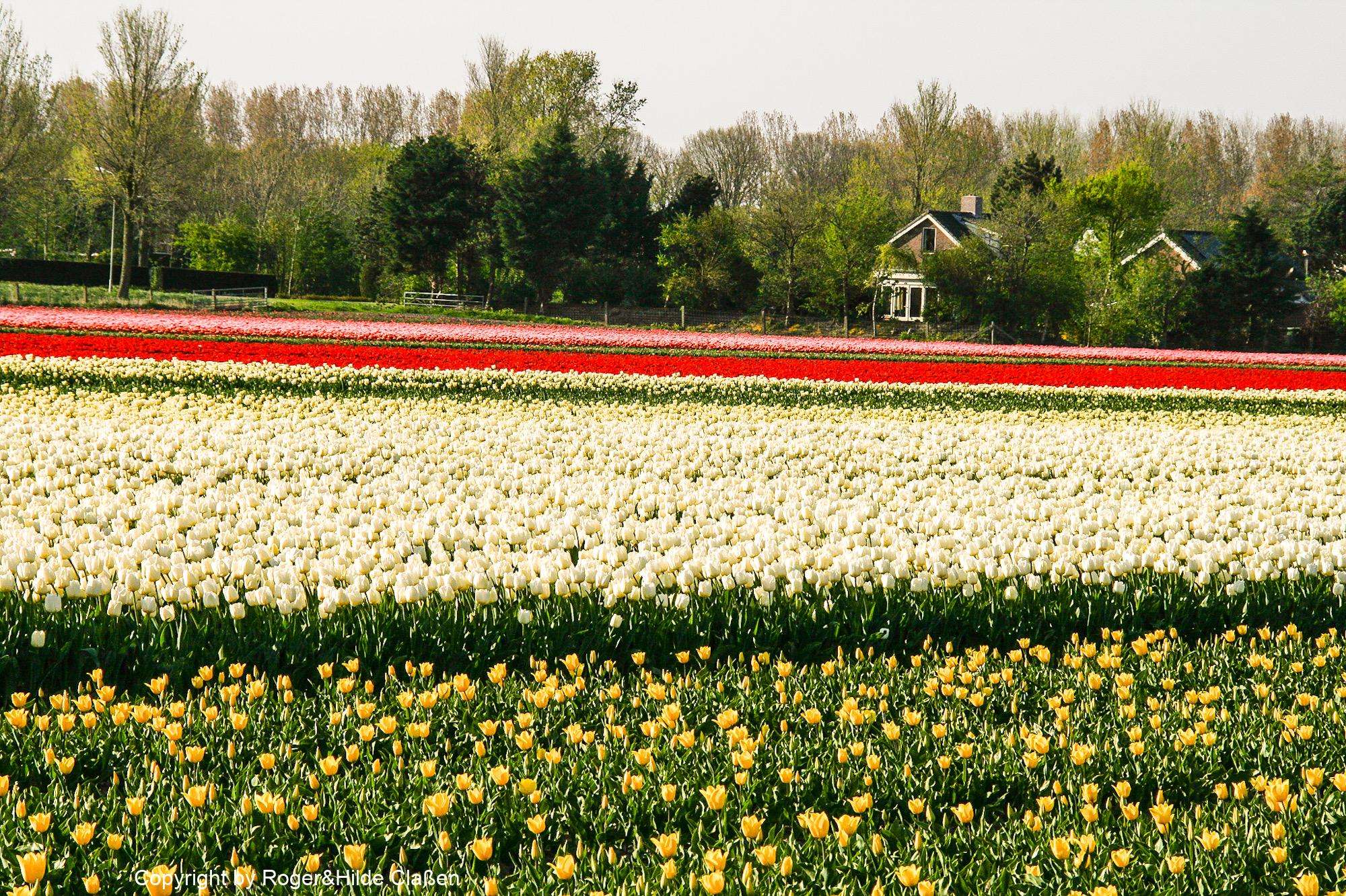 Ostern in Tuitjenhorn/Alkmaar 26 Bunte Tulpenfelder
