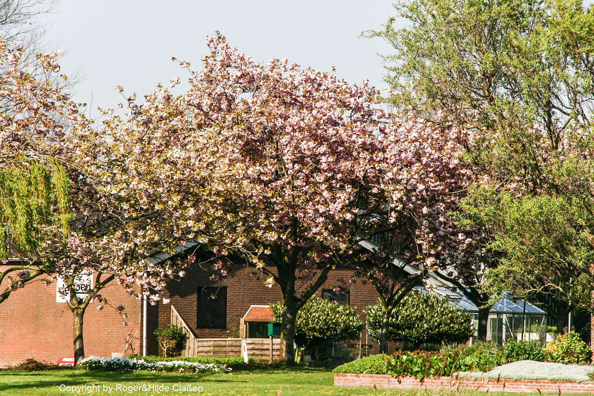 Ostern in Tuitjenhorn/Alkmaar 13 Magnolie