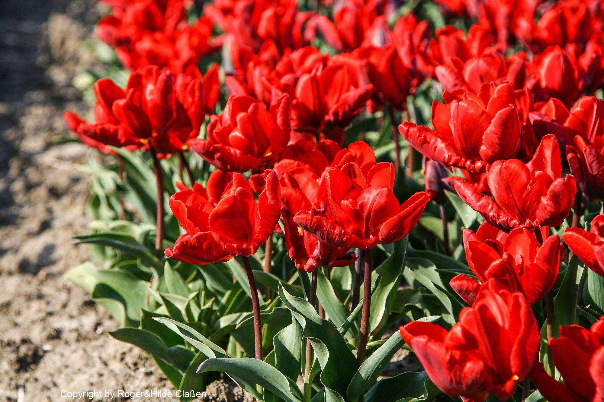 Ostern in Tuitjenhorn/Alkmaar 24 Rote Tulpen