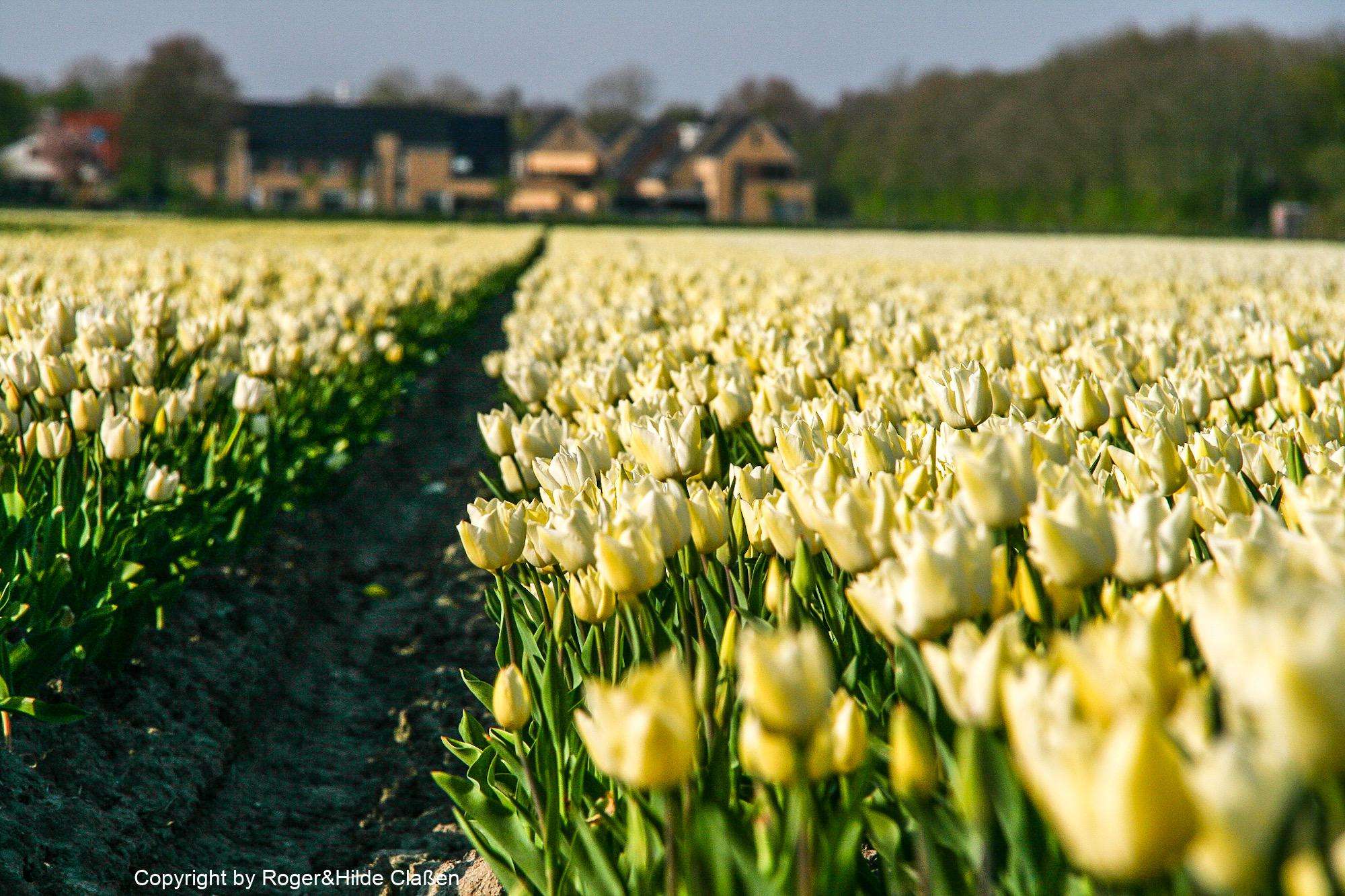 Ostern in Tuitjenhorn/Alkmaar 25 Weiße Tulpen