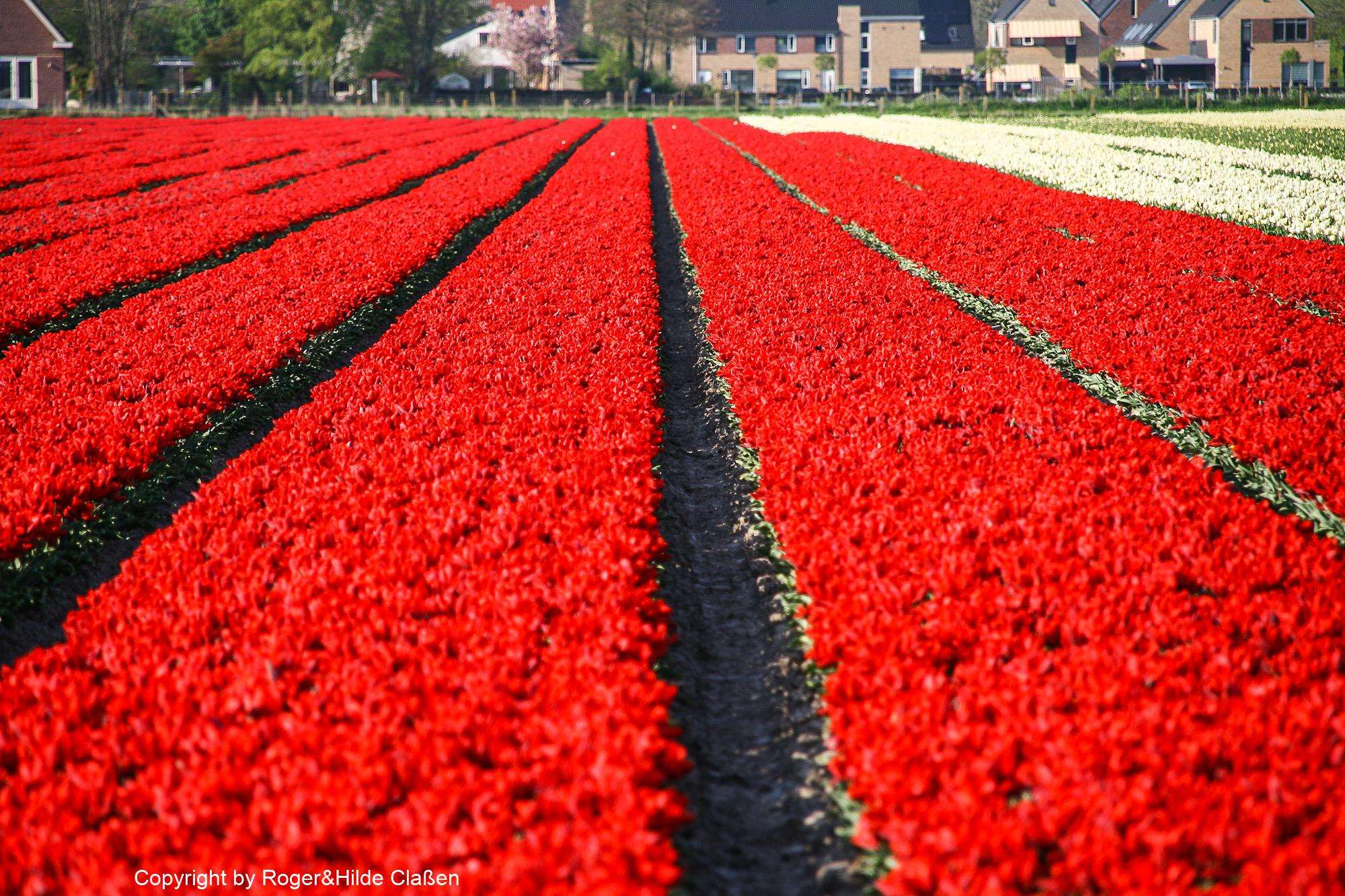 Ostern in Tuitjenhorn/Alkmaar 23 Tulpenfelder