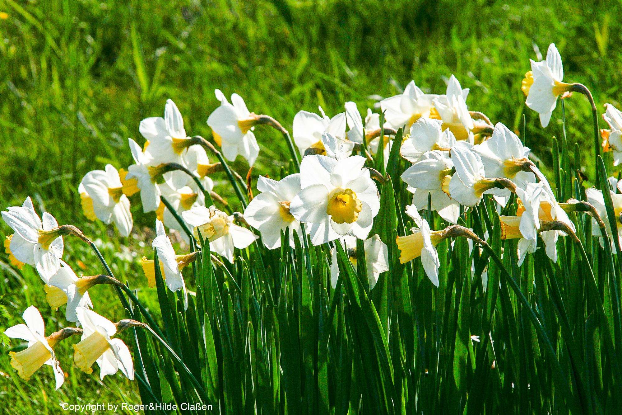 Ostern in Tuitjenhorn/Alkmaar 21 Narzissen